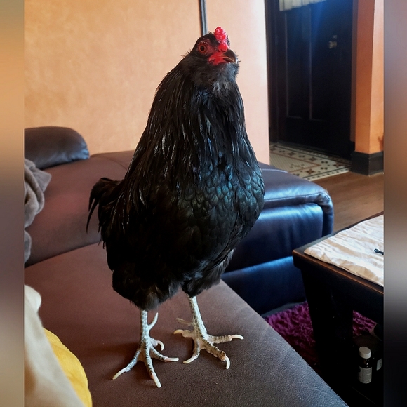 Meet your Posher, Heidemarie - Picture 3 of 4